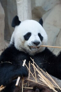 grr - panda eating bamboo